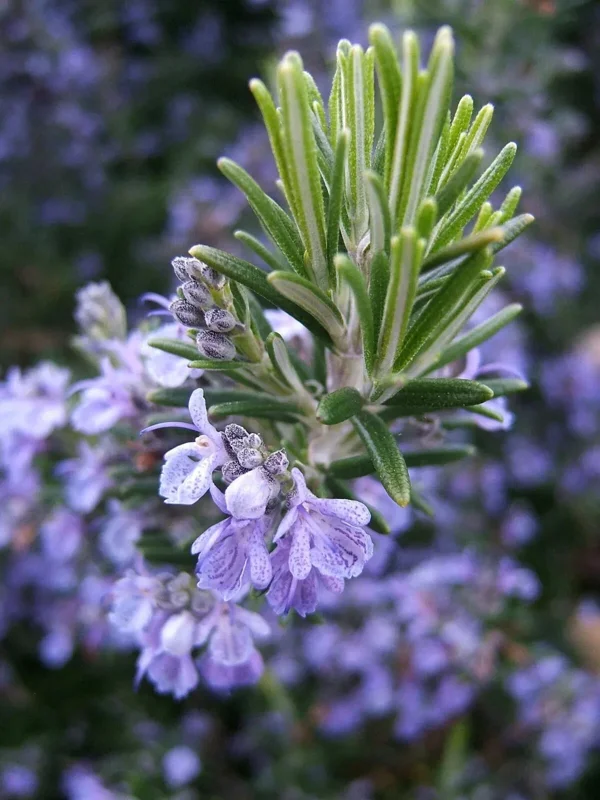 Rosemary Seeds Non-GMO Heirloom - 50+ Seeds for Aromatic Herb Garden - Image 1