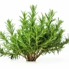Rosemary Seeds - Non-GMO Heirloom Culinary Herb Perennial Shrub - Image 1
