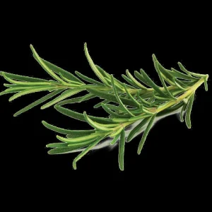 Rosemary Seeds - Non-GMO Heirloom Culinary Herb Perennial Shrub - Image 4