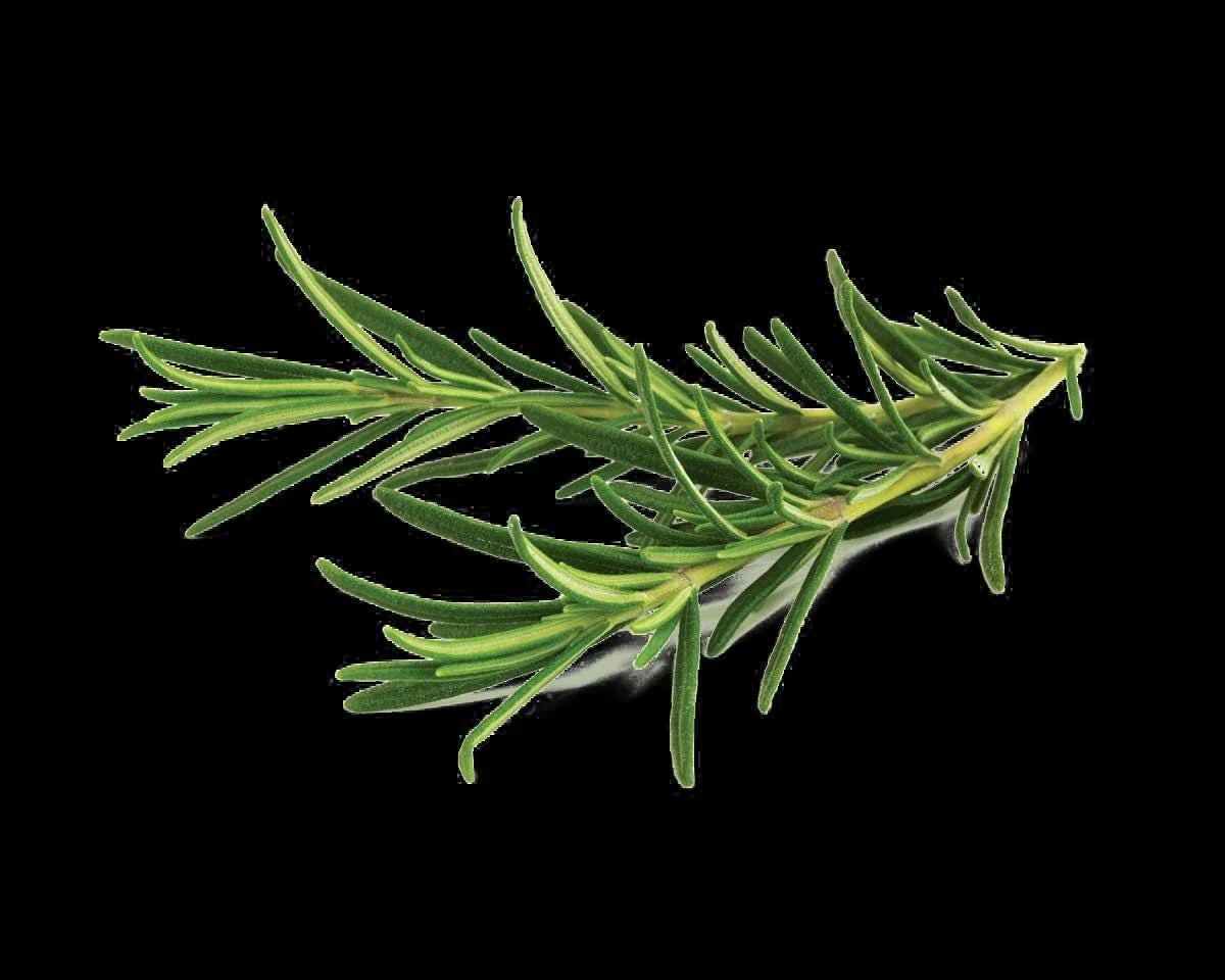 Rosemary Seeds - Non-GMO Heirloom Culinary Herb Perennial Shrub - Image 4