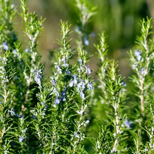 Rosemary Seeds - Non-GMO Heirloom Culinary Herb Perennial Shrub - Image 5