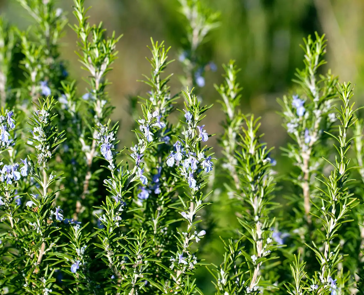 Rosemary Seeds - Non-GMO Heirloom Culinary Herb Perennial Shrub - Image 5