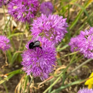 Rosy Dream Allium Bulbs - 10 Pack - Schubertii - Violet-Pink Flowers - Image 1