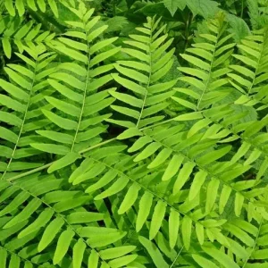 Royal Fern Live Plant - Osmunda regalis - Striking Deciduous Outdoor Fern - Image 3