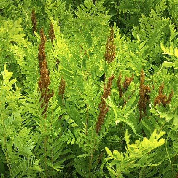 Royal Fern (Osmunda Regalis) Bare-root Plant - Deciduous Wetland Fern - Image 2
