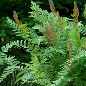 Royal Fern (Osmunda Regalis) Bare-root Plant - Deciduous Wetland Fern - Image 3