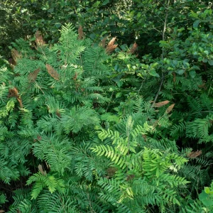 Royal Fern (Osmunda Regalis) Bare-root Plant - Deciduous Wetland Fern - Image 4