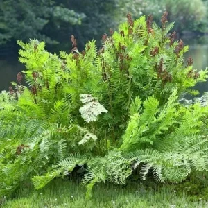 Royal Fern (Osmunda Regalis) Bare-root Plant - Deciduous Wetland Fern - Image 6