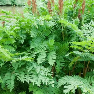 Royal Fern (Osmunda Regalis) Bare-root Plant - Deciduous Wetland Fern - Image 7
