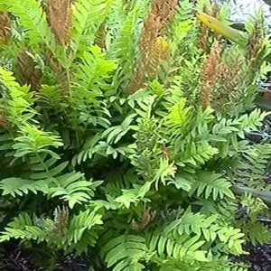 Royal Fern (Osmunda Regalis) Bare-root Plant - Deciduous Wetland Fern - Image 8
