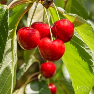 Royal Lee Cherry Tree - 3-4 ft Tall Grafted Live Plant in 3 Gallon Pot - Image 1