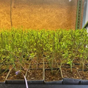 Rubel Northern Highbush Blueberry Live Plant – Bare Root – 10-12 inches – 1 Quart Size - Image 5