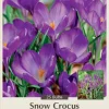 Ruby Giant Snow Crocus Bulbs - Hardy Perennial Flower - 25 Bulbs, 5/+ cm - Image 1