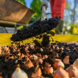 Ruby Giant Snow Crocus Bulbs - Hardy Perennial Flower - 25 Bulbs, 5/+ cm - Image 2