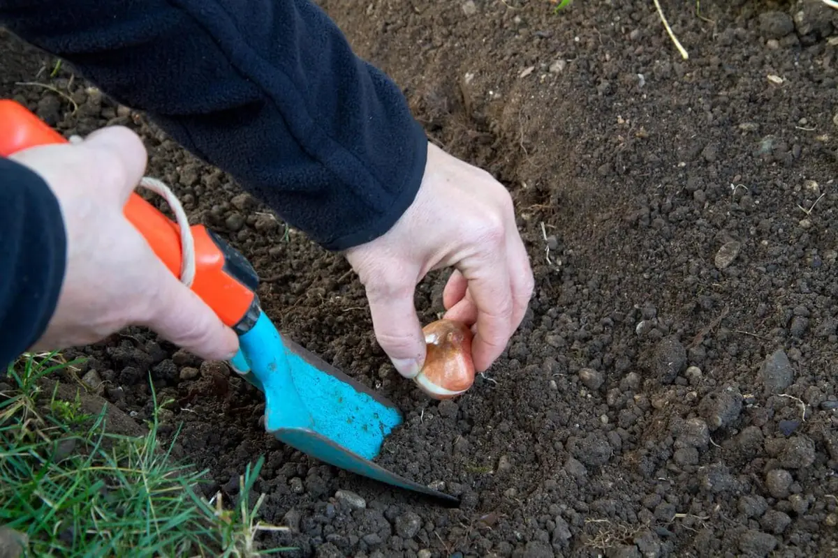 Ruby Giant Snow Crocus Bulbs - Hardy Perennial Flower - 25 Bulbs, 5/+ cm - Image 4
