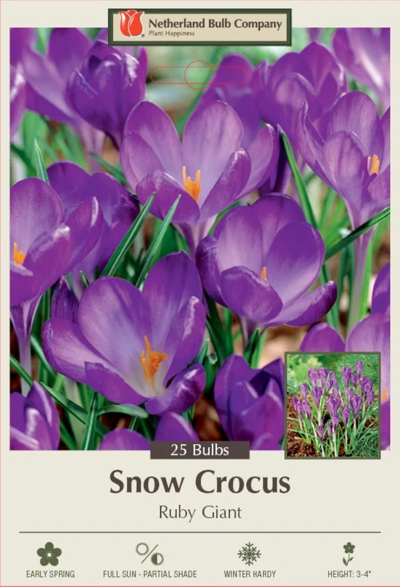 Ruby Giant Snow Crocus Bulbs - Hardy Perennial Flower - 25 Bulbs, 5/+ cm - Image 1