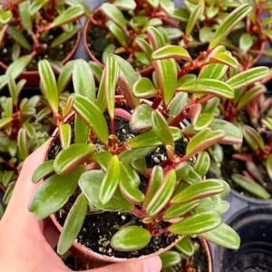 Ruby Glow Peperomia Live Plant – Red Succulent in 4 inch Pot – Indoor - Image 2