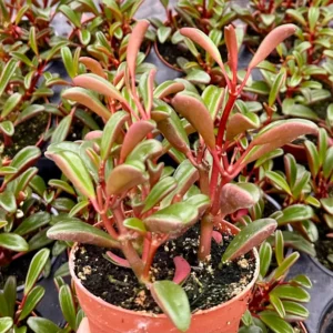 Ruby Glow Peperomia Live Plant – Red Succulent in 4 inch Pot – Indoor - Image 1