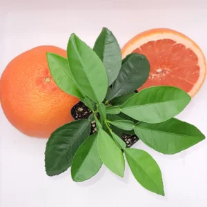 Ruby Grapefruit Live Plant - 3-5 Inch Citrus Tree for Indoor & Outdoor - Image 2