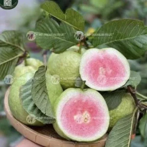 Ruby Guava Fruit Tree - Live Tropical Plant, Red Guava, 5-8 inches tall - Image 10