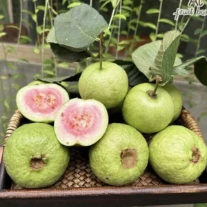 Ruby Guava Live Fruit Tree - 5-8 inch Tropical Edible Plant - Image 7