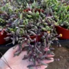 Ruby Necklace Succulent Live Plant - Othonna Capensis - Trailing Succulent - 2 inch Pot - Image 1