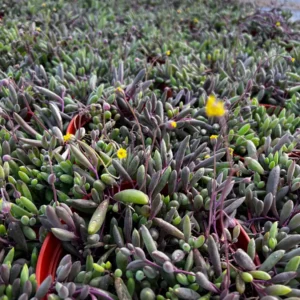 Ruby Necklace Succulent Live Plant - Othonna Capensis - Trailing Succulent - 2 inch Pot - Image 2