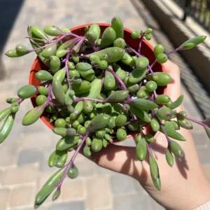 Ruby Necklace Succulent Live Plant - Othonna Capensis - Trailing Succulent - 2 inch Pot - Image 3