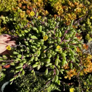 Ruby Necklace Succulent Live Plant - Othonna Capensis - Trailing Succulent - 2 inch Pot - Image 4