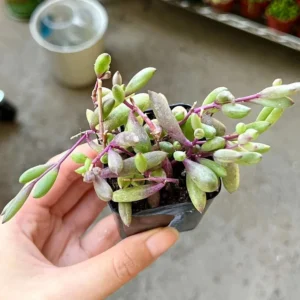 Ruby Necklace Succulent Live Plant - Othonna Capensis - Trailing Succulent - 2 inch Pot - Image 6