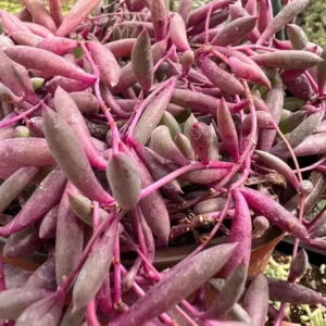 Ruby Necklace Succulent Live Plant - Othonna Capensis - Trailing Succulent - 2 inch Pot - Image 8