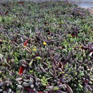 Ruby Necklace Succulent Live Plant - Othonna Capensis - Trailing Succulent - 2 inch Pot - Image 9