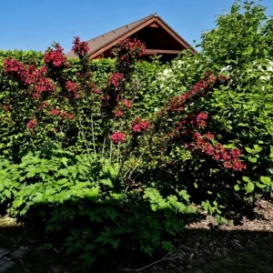 Ruby Red Weigela Shrub Live Plant - Fragrant Blooms, 4-Inch Pot, Outdoor - Image 10