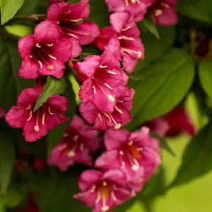 Ruby Red Weigela Shrub Live Plant - Fragrant Blooms, 4-Inch Pot, Outdoor - Image 3