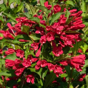 Ruby Red Weigela Shrub Live Plant - Fragrant Blooms, 4-Inch Pot, Outdoor - Image 1