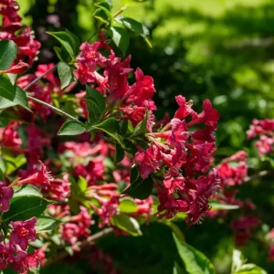 Ruby Red Weigela Shrub Live Plant - Fragrant Blooms, 4-Inch Pot, Outdoor - Image 4