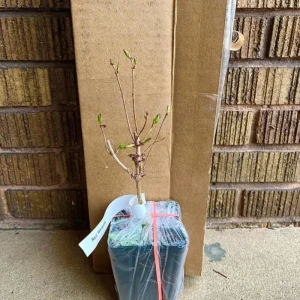 Ruby Red Weigela Shrub Live Plant - Fragrant Blooms, 4-Inch Pot, Outdoor - Image 5