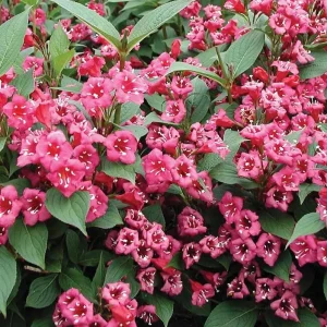 Ruby Red Weigela Shrub Live Plant - Fragrant Blooms, 4-Inch Pot, Outdoor - Image 7