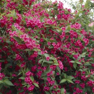 Ruby Red Weigela Shrub Live Plant - Fragrant Blooms, 4-Inch Pot, Outdoor - Image 9