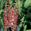 Ruby Spice Summersweet Live Plant - Clethra alnifolia - Fragrant Shrub - 4 inch Pot - Image 1