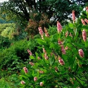 Ruby Spice Summersweet Live Plant - Clethra alnifolia - Fragrant Shrub - 4 inch Pot - Image 2