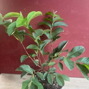 Ruby Supreme Guava Plant - Live Pink Guava Tree in 10