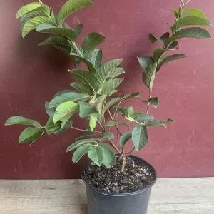 Ruby Supreme Guava Plant - Live Pink Guava Tree in 10