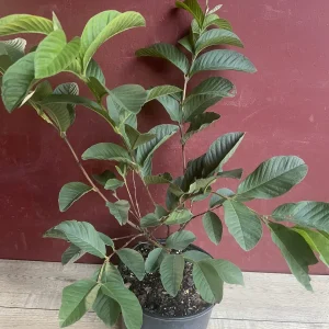 Ruby Supreme Guava Plant - Live Pink Guava Tree in 10