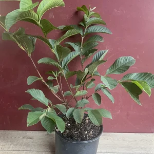 Ruby Supreme Guava Plant - Live Pink Guava Tree in 10