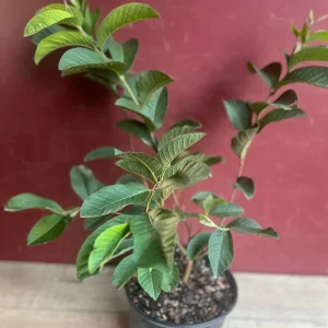 Ruby Supreme Guava Plant - Live Pink Guava Tree in 10