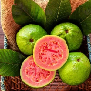 Ruby Supreme Red Guava Tree Live Plant - Fruiting 2-4 ft Tall - Air Layered - Image 2