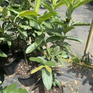 Ruby Supreme Red Guava Tree Live Plant - Fruiting 2-4 ft Tall - Air Layered - Image 3