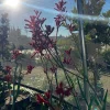 Ruby Velvet Kangaroo Paw Live Plant - 1 Gallon Pot - Outdoor - Image 1