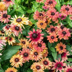 Rudbeckia Sahara Live Plant – 2 Pack Black-Eyed Susan Perennial – 3-6